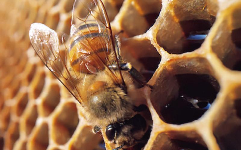 THE 2024 FALL honey harvest is wrapping up and and numbers appear to be rebuilding after a tough 2023 for honeybees. Photo courtesy of Michael Miller/Texas A&amp;amp;M AgriLife