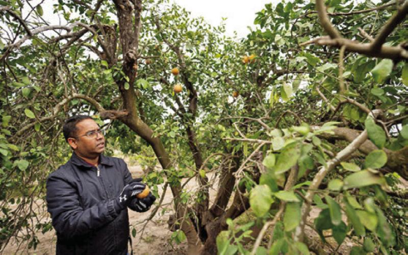 MANDADI INSPECTS A CITRUS tree with citrus greening disease. The tree drops them earlier than normal and eventually becomes weaker and more prone to damage by other diseases and environmental stresses, ultimately resulting in billions of dollars in agricultural losses each year. Photo courtesy of Sam Craft/Texas A&amp;amp;M AgriLife