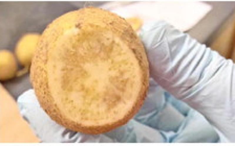 CROSS SECTION of an infected potato showing the dark stripes of zebra chip disease. Photo courtesy of Fekede Workneh, Sam Craft/Texas A&amp;amp;M AgriLife)