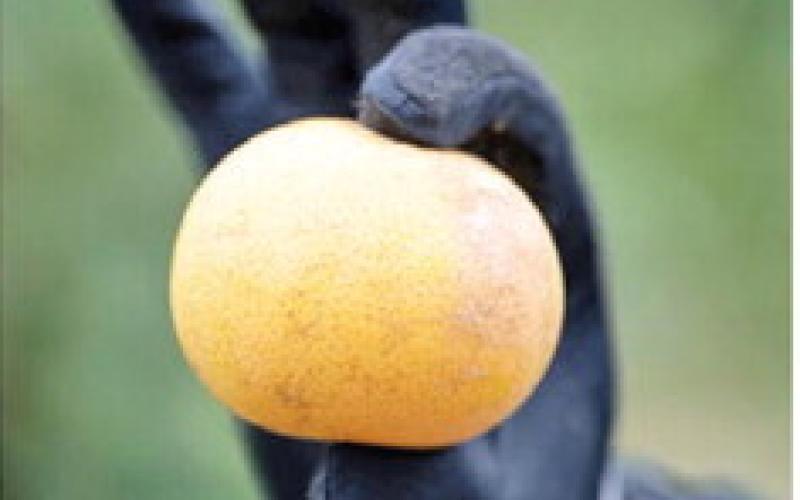 MANDADI’S GLOVED hand holds a discolored, lopsided grapefruit. Citrus greening disease causes fruits to become smaller, irregularly shaped and bitter. Photo courtesy of Sam Craft/ Texas A&amp;amp;M AgriLife