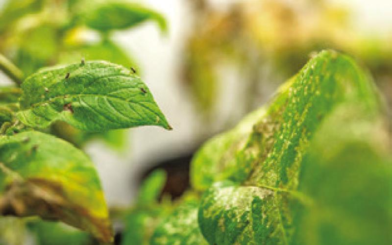 PSYLLID INSECTS crawl on the leaves of an infected potato plant. Insects spread the bacteria responsible for zebra chip and for citrus greening, respectively. Photo courtesy of Fekede Workneh, Sam Craft/Texas A&amp;amp;M AgriLife)