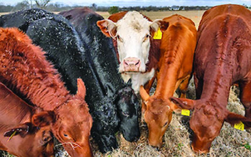 TEXAS A&amp;amp;M AGRILIFE experts anticipate a slower cattle herd rebuild and tighter cattle supplies will continue to ripple from cow-calf operations all the way to grocery stores Photo courtesy of Courtney Sacco/Texas A&amp;amp;M AgriLife