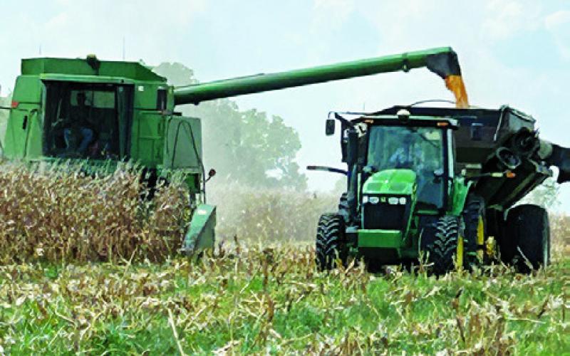 THE CORN HARVEST gets underway in Burleson County. The Homeyers worked this field near their home off State Highway 21 East.