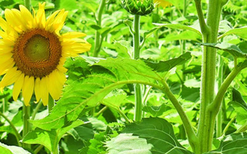 THESE BEAUTIFUL wildflowers are now in bloom on the Wilder land off F.M. 50 and F.M. 166 in the Brazos Bottom. The flowers are enjoyed every year by motorists passing by and those who stop for a closer look. Tribune photo by Roy Sanders