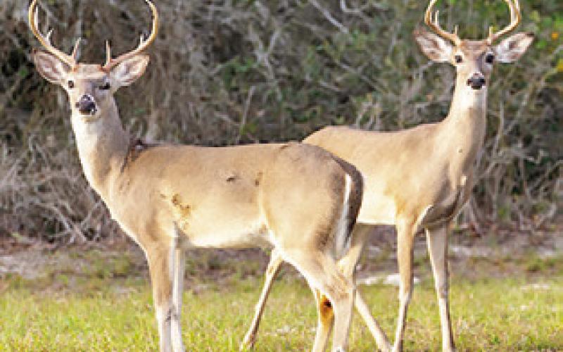 EXPERTS ACROSS the Texas A&amp;amp;M AgriLife Extension Service and other agencies stress the important role of hunters and landowners in monitoring for New World screwworm sightings as the fall hunting season approaches. Photo courtesy of Michael Miller/ Texas A&amp;amp;M AgriLife
