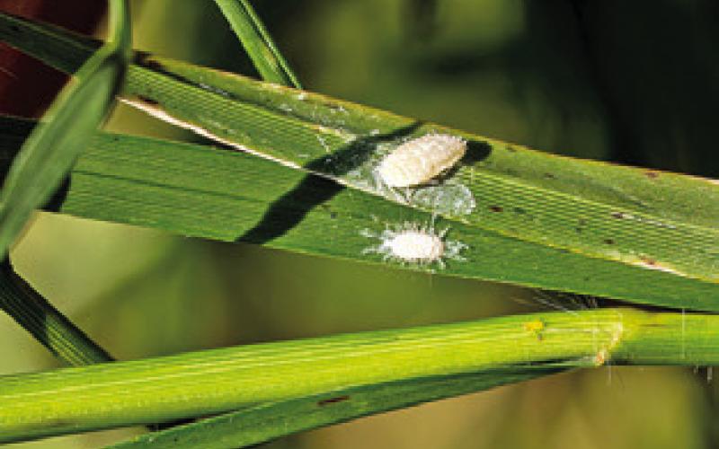 MALE AND FEMALE pasture mealybugs are pictured side by side on blades of grass. Pasture mealybugs are expanding rapidly and damaging pastures in a growing number of Texas counties. The aerial view shows the devastation these insects can create, with the left side Bahia grass stand devastated by the pest next to a newly infested, yet still green pasture. Photo courtesy of Hannah Harrison/ Texas A&amp;amp;M AgriLife