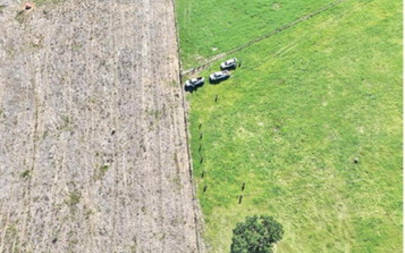 THE LEFT SIDE OF this photo shows dead brown grass due to pasture mealybug infestation, while the right side shows green grass on a newly infested pasture. Pasture mealybugs are expanding rapidly and damaging pastures in a growing number of Texas counties. The aerial view shows the devastation these insects can create, with the left side Bahia grass stand devastated by the pest next to a newly infested, yet still green pasture. Photo courtesy of Hannah Harrison/Texas A&amp;amp;M AgriLife