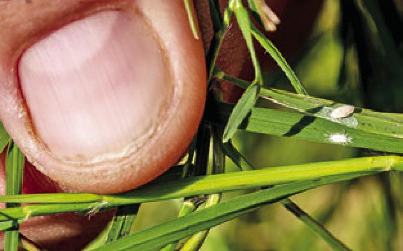 A PERSON’S THUMB in the frame gives perspective for the size of pasture mealybugs on blades of grass. Pasture mealybugs are expanding rapidly and damaging pastures in a growing number of Texas counties. The aerial view shows the devastation these insects can create, with the left side Bahia grass stand devastated by the pest next to a newly infested, yet still green pasture. Photo courtesy of Hannah Harrison/ Texas A&amp;amp;M AgriLife