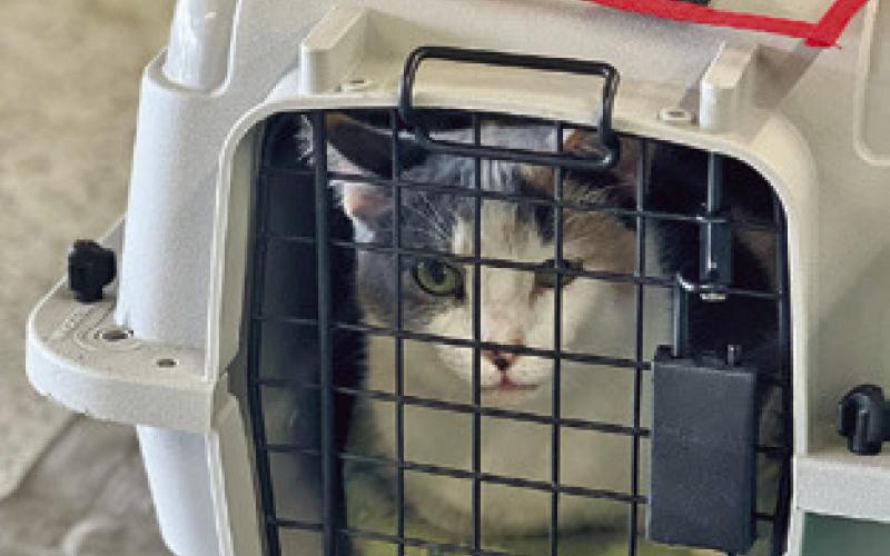 A CAT AWAITS ITS TURN AT the Project SNIP of Burleson County spay/neuter clinic on Monday, April 6. Tribune photo by Sabine Lazo