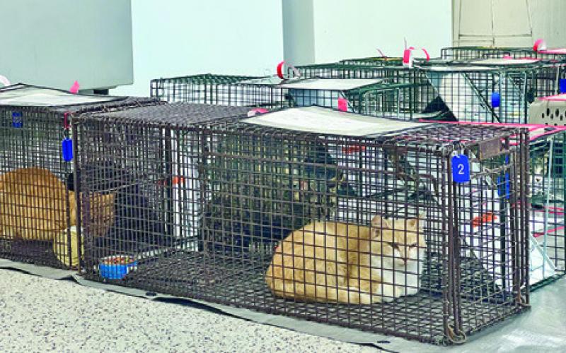 SEVERAL CATS AWAIT TREATMENT at the Project SNIP low-cost spay/ neuter clinic on Monday, April 6. Tribune photo by Sabine Lazo