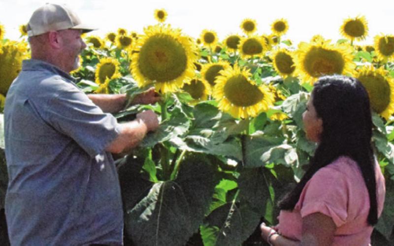 JAY WILDER SHOWS Caldwell resident Andrea Romero the sunflower head. The seeds of the sunflower head will be used in H-E-B store brand bird seed. -- Tribune photo by Lani Pieper