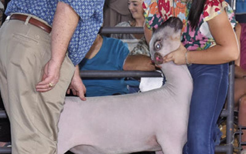 EMORY VOLLENTINE shows her lamb for Judge Marty Gibbs at the county fair.