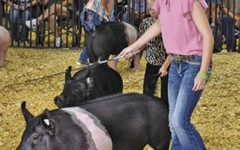 TAYLOR CHMELAR shows her pig during the swine judging at the Burleson County Fair.