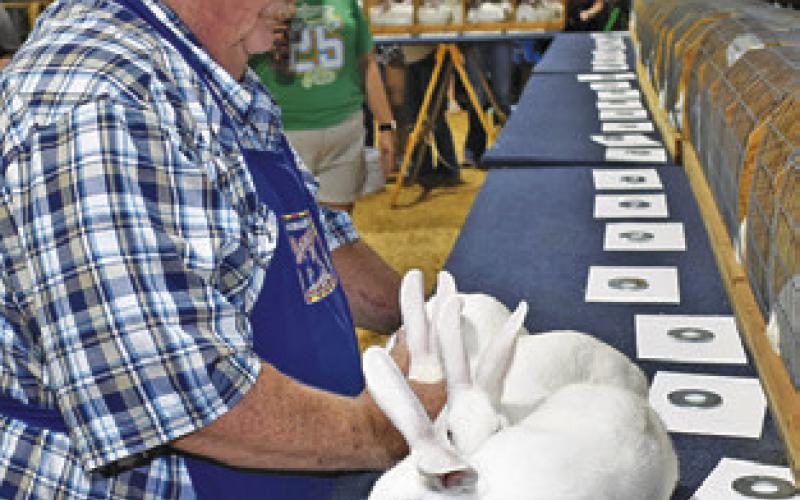 JOHN TERRY judges these rabbits at the Burleson County Fair in Caldwell.