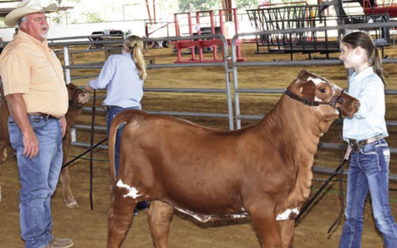 JUDGE WADE SHACKELFORD looks over this heifer shown by Taylor Chmelar in the breeding heifer show on Thursday, Sept. 26. Also showing is Brylee Chmelar, left. Tribune photo by Roy Sanders