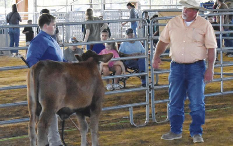 BAILEN KOCUREK SHOWS this breeding heifer as judge Wade Shackelford observes on Thursday, Sept. 26. Tribune photo by Roy Sanders