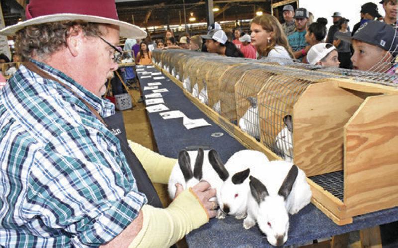 JUDGE JOHN TERRY looks over these rabbits during judging. Those pictured include Reagan Dow and Ryker Chollett.