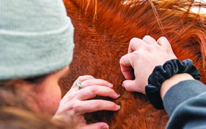 MONITORING LIVESTOCK AND companion animals for signs of New World Screwworm infection is paramount in preventing the spread of the insect. Photo courtesy of Texas A&amp;amp;M AgriLife