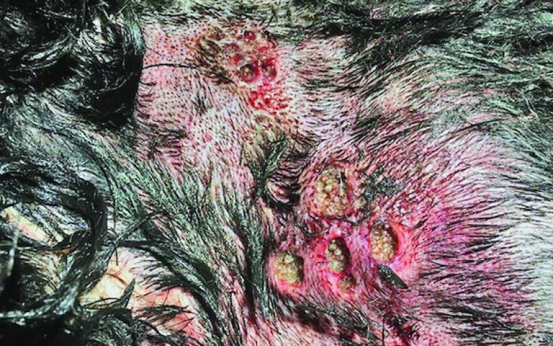 RANCHERS AND PET OWNERS alike should be vigilant for new world screwworm larvae in any open wounds on warm-blooded animals. Photo courtesy of Texas A&amp;amp;M AgriLife
