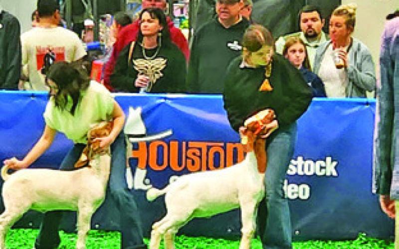 MADISON WOODARD OF SNOOK FFA PARTICIPATED in the Market Goat show at the Houston Livestock Show and Rodeo. Photo courtesy of Snook FFA
