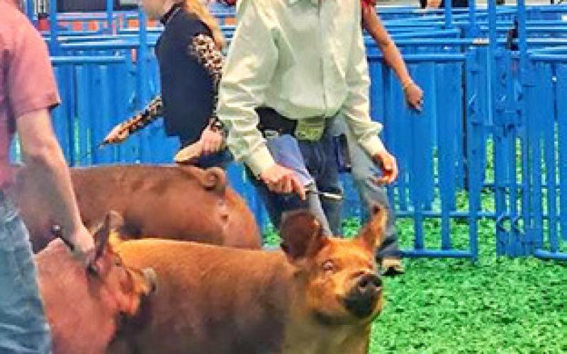 WESLEY SEE OF SNOOK FFA PARTICIPATED in the Duroc Breeding Gilt show at the Houston Livestock Show and Rodeo. Photo courtesy of Snook FFA