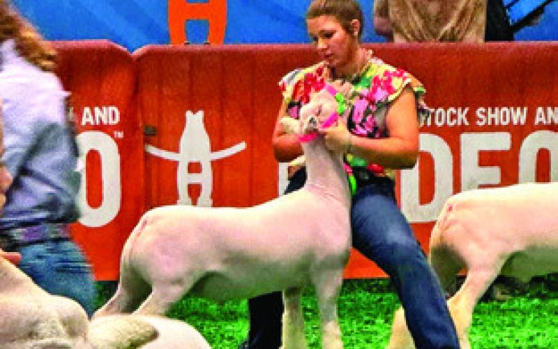 CALDWELL FFA MEMBER Emory Vollentine exhibited a southdown wether in the market sale and placed 15th out of 72, making the sale. She also exhibited a market lamb at Rodeo Austin. Photo courtesy of Caldwell FFA