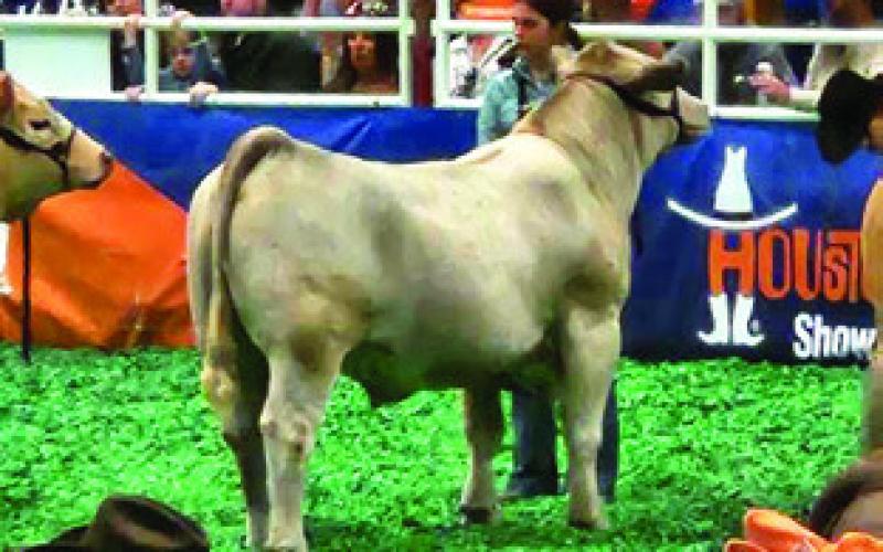 IN ADDITION TO AG MECHANICS, Kimber and McKenzie Sebesta also participated in the Market Steer show at the Houston Livestock Show and Rodeo. Photo courtesy of Snook FFA
