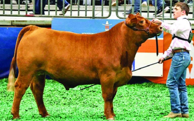 KADEN SCHROEDER, BURLESON COUNTY 4-Her, finished third at the Houston Livestock Show and Rodeo with his Heavy Weight Red Angus Steer. Photo courtesy of Megan Rogers