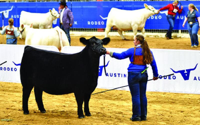 HADLEY HOWE OF SOMERVILLE FFA placed first in her class of Angus at Rodeo Austin. She was also Champion Maine-Anjou and Reserve Champion Continental at the show. Photo courtesy of Jayce Morgan