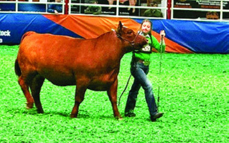 AT THE HOUSTON LIVESTOCK Show and Rodeo, Caldwell FFA member Raeleigh Ussery placed seventh with her red cross steer and made the sale. Photo courtesy of Caldwell FFA