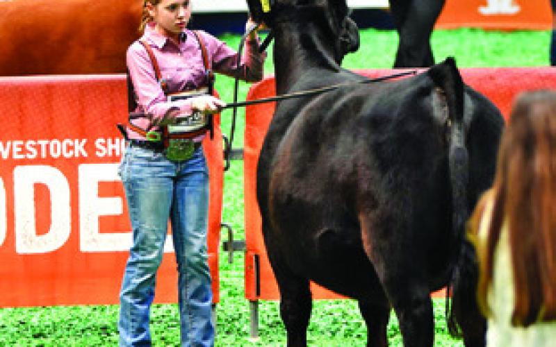 KENNEDYHOWEOF SOMERVILLE FFA placed seventh in the Other Recorded Breeds (ORB) Breeding Heifers class at the Houston Livestock Show and Rodeo. Photo courtesy of Jayce Morgan