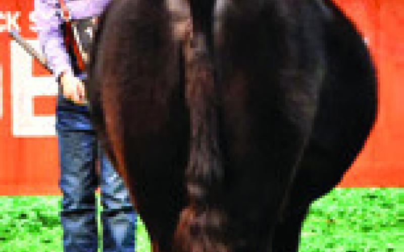 JONATHON HOWE OF SOMERVILLE FFA placed seventh in his class of Limousin Breeding Heifers at the Houston Livestock Show and Rodeo. Photo courtesy of Jayce Morgan