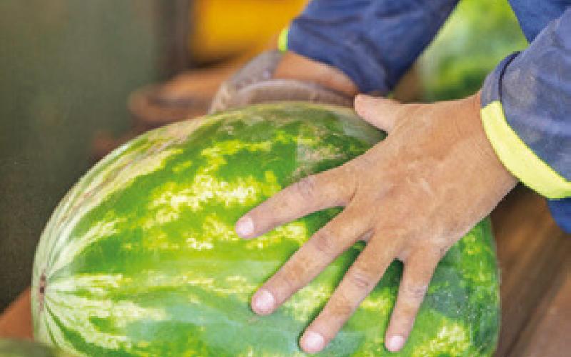 LOCALLY-GROWN WATERMELONS are a favorite for summer eating. -- Michael Miller/Texas A&amp;amp;M AgriLife