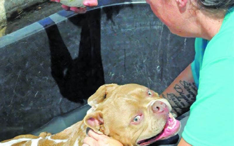 HAVEN ANIMAL RESCUE OF TEXAS (HART) held a dog wash fundraiser on Saturday, June 28, in the Tractor Supply parking lot. Dogs of all breeds and sizes enjoyed being pampered during the event. Tribune photo by Denise Squier