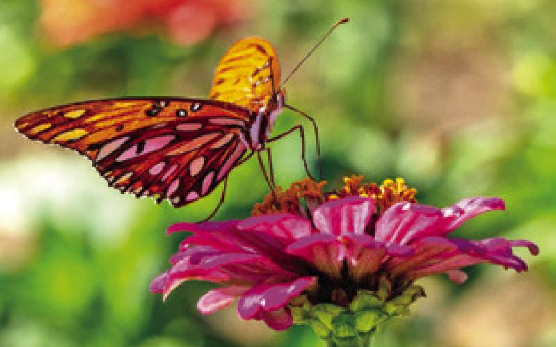 PICTURED IS A HOT pink Zinnia flower with an orange butterfly standing on its petal getting nectar from the yellow center. -- Michael Miller/Texas A&amp;amp;M AgriLife