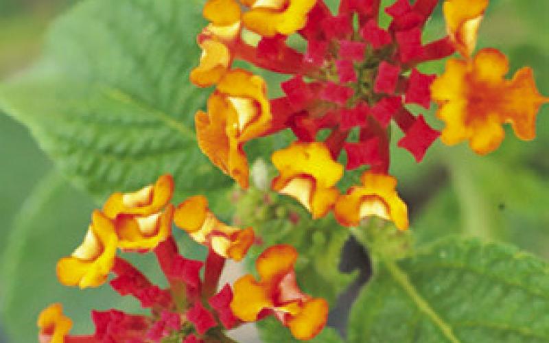 A PAIR OF ORANGE and red Lantana plants are pictured. -- Robert Burns/ Texas A&amp;amp;M AgriLife