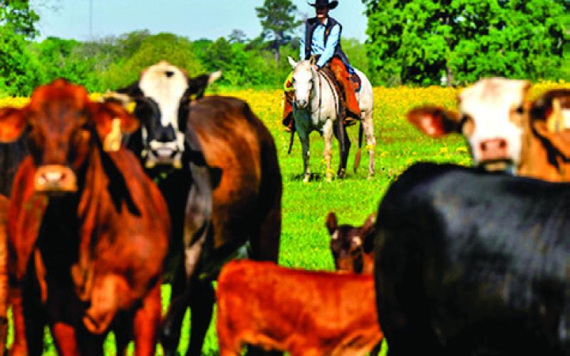 THE TEXAS A&amp;amp;M NATURAL Resources Institute has published the latest report of the Texas Land Trends Program, providing key insight into status and recent changes in land values, ownership size and land use of privately owned agricultural land in Texas. Photo courtesy of Michael Miller/Texas A&amp;amp;M AgriLife