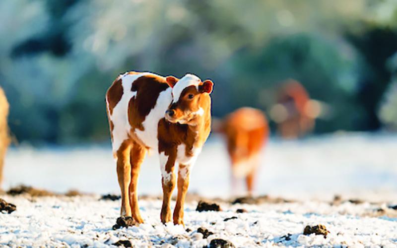CATTLE PRICES ARE expected to remain strong in 2025 and beyond as the nation’s beef herd remains relatively static compared to last year. Photo courtesy of Sam Craft/Texas A&amp;amp;M AgriLife