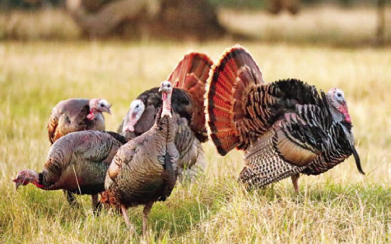 ONCE ON THE BRINK of extirpation, wild turkey in Texas have experienced a comeback thanks to the collaborative efforts of state agencies, non-profits and private landowners. -- Joseph Richards/Richards Outdoor Photography, LLC