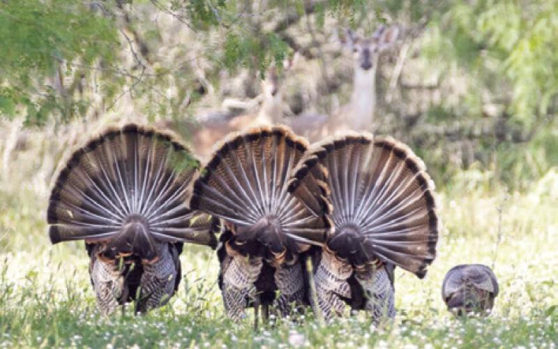 THREE TOMS DISPLAY their tail feathers while a fourth forages. Two deer can be seen in the background looking on. -- Zach Pearson