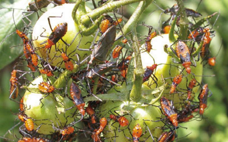 CATCH LEAF-FOOTED BUGS at the nymph stage to reduce damage to fruit and the chance of a larger infestation. Photo courtesy of Herman Auer/Texas Master Gardener