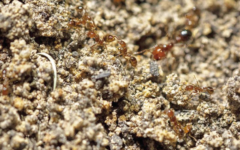 SPRING IS WHEN FIRE ants begin searching for food and when rains cause them to deposit new soil that appears on the surface as a mound. -- Michael Miller/Texas A&amp;amp;M AgriLife