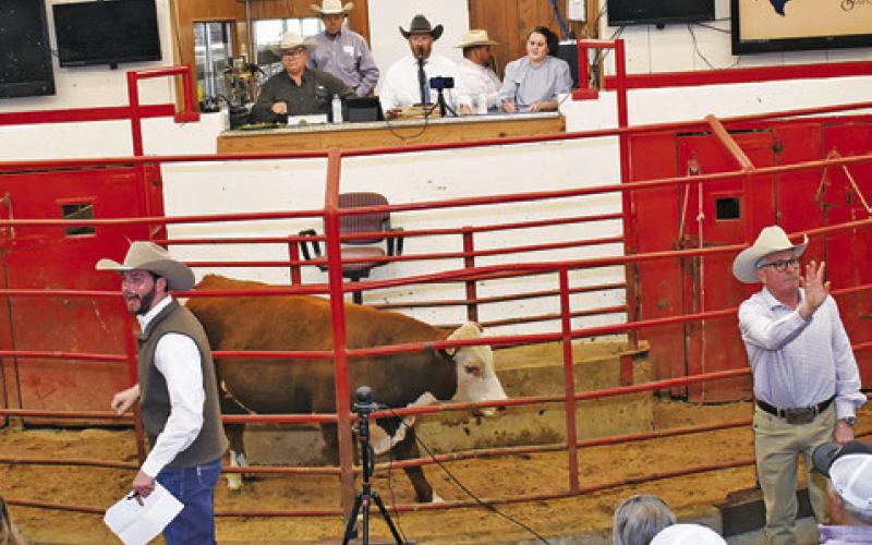 THE AUCTION BEGINS ON Saturday at the Texas Elite Female Sale in Caldwell.