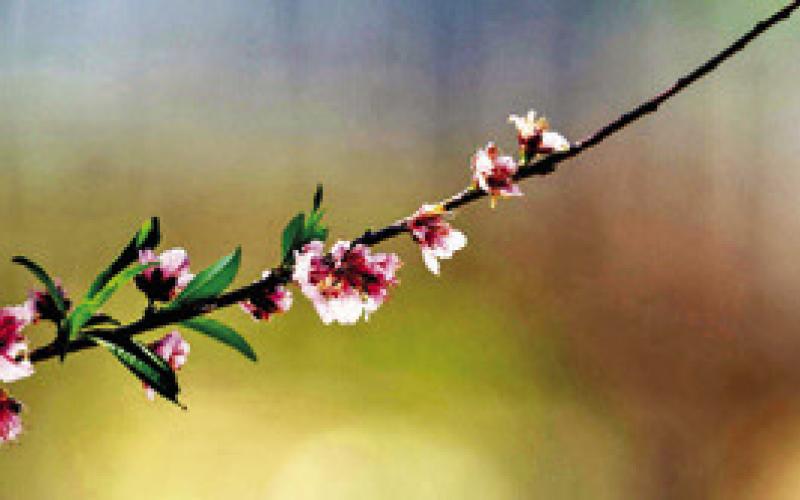 IT FEELS AND LOOKS like spring has arrived for much of the state. Gardeners may want to postpone pruning some plants that are already blooming. -- Laura McKenzie/ Texas A&amp;amp;M AgriLife