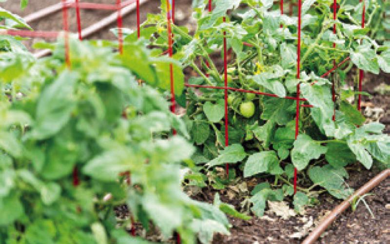 GARDENERS SHOULD KEEP an eye on tomato transplants in case the state gets a late frost and they need to be covered. -- Laura McKenzie/Texas A&amp;amp;M AgriLife