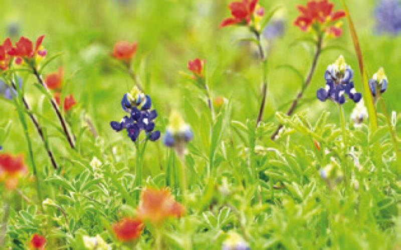 IF CONDITIONS HAVE been dry, wildflowers will need a drink. -- Laura McKenzie/ Texas A&amp;amp;M AgriLife