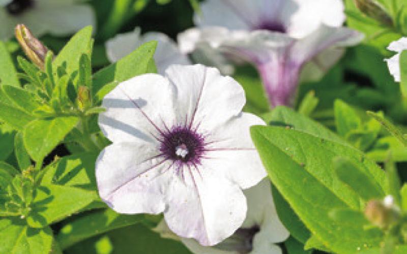 PETUNIAS ARE A NICE option to add color and interest to a spring hanging basket. -- Michael Miller/Texas A&amp;amp;M AgriLife