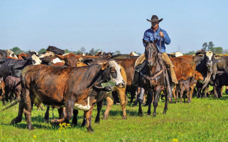 HORSES ARE A KEY part of beef cattle operations across Texas. The Ranch Horse Program will be Aug. 4 in conjunction with the Beef Cattle Short Course Aug. 5-7 in Bryan-College Station. Photo courtesy of Michael Miller/Texas A&amp;amp;M AgriLife)