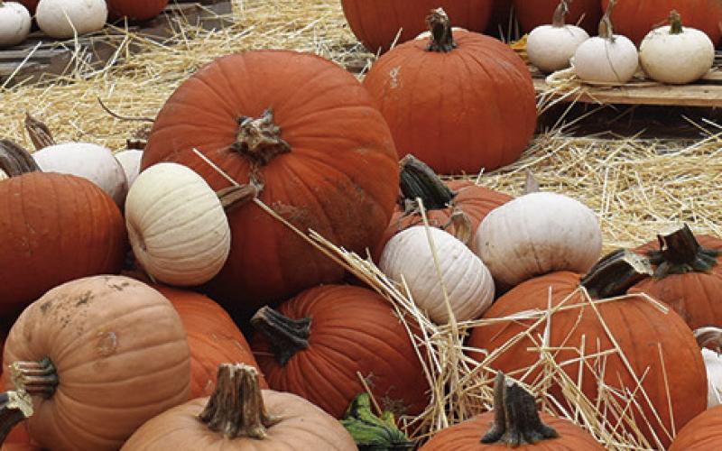 THE PROJECT SNIP OF BURLESON County Pumpkin Patch fundraiser outside of the Harrie P. Woodson Memorial Library is open now through Oct. 31. Tribune photo by Roy Sanders