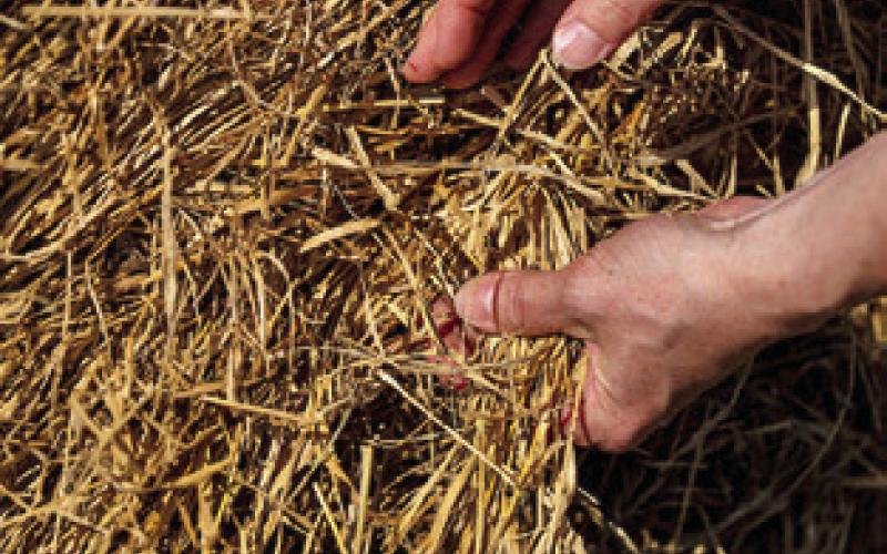 EXPERTS WITH THE Texas A&amp;amp;M AgriLife Extension Service are encouraging producers to document damage and err on the side of caution when dealing with hay exposed to floodwaters or heavy rain. Photo courtesy of Michael Miller/ Texas A&amp;amp;M AgriLife